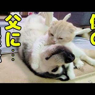 夢で走ってるハスキー犬が心配でニャーニャー必殺技をかけた子猫がこちら...笑