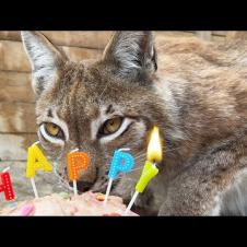 Рысь Ханна перепугалась на дне рождения Умки / Готовим с барханной кошкой торт для рысей