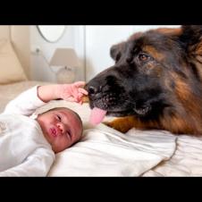 German Shepherd Loves Newborn Baby