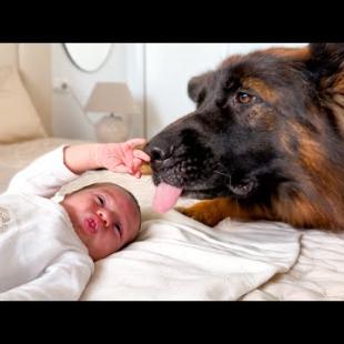 German Shepherd Loves Newborn Baby