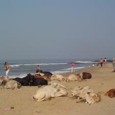 인도 해수욕장의 진풍경(1)