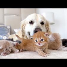 Golden Retriever Loves to Babysit Tiny Kittens