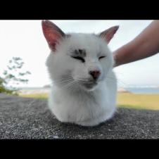 防波堤の上に座っていた野良猫を撫でるとゴロゴロ言って喜んだ