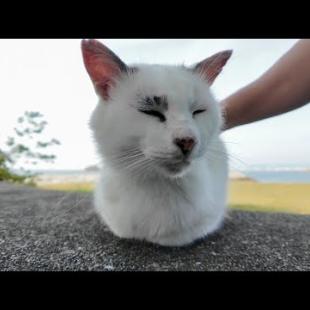 防波堤の上に座っていた野良猫を撫でるとゴロゴロ言って喜んだ