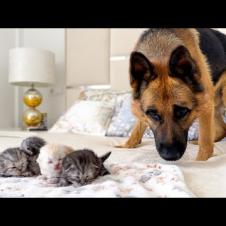 Big Dog Confused by Tiny Newborn Kittens