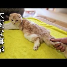 猫のしっぽを握ってたら大変なことになりました...