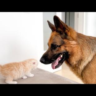 German Shepherd Meets His Best Friend a Tiny Kitten