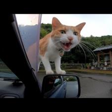 猫寺に行ったら車を降りる前から猫が車に乗ってきて愉しい
