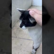 💕 This Mother-Kitten Duo Will Melt Your Heart 😺❤️#shorts #kitten #cat #catlove #cute #animals