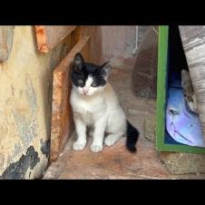 Little kitten plays so cute next to its mother