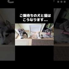 ご飯待ちの犬と猫がかわいい...#shorts