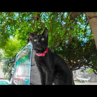 猫島・湯島の港近くの猫達はみんな木登りが得意