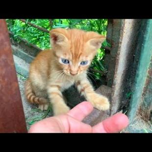 🐾💖 Orphaned Kittens Desperate for Attention Will Melt Your Heart!