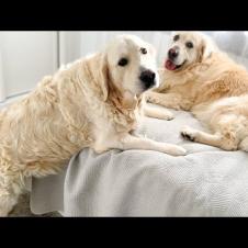 Funny Golden Retriever Tried to Climb on the Bed [TRY NOT TO LAUGH]