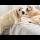 Funny Golden Retriever Tried to Climb on the Bed [TRY NOT TO LAUGH]