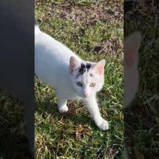 Little white fluffy kitten like a snow ball #meow #kitten #cute #animals #cat #catshorts