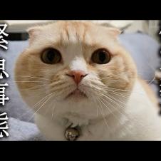 深夜に子猫がいなくなり大変な事に...