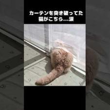 猫がカーテンを突き破ってた...涙#shorts