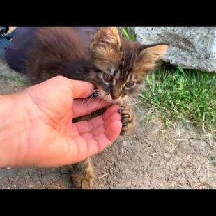 Fluffy homeless kitten holds my hand with its paws