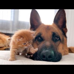 Adorable Kitten STEALS Heart of Gentle Giant German Shepherd!
