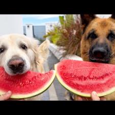 Watermelon Eating Competition: German Shepherd vs  Golden Retriever
