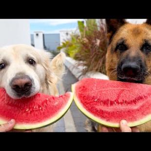 Watermelon Eating Competition: German Shepherd vs  Golden Retriever