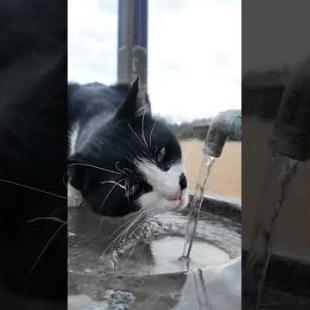 水道の水を飲む猫 #ネコ