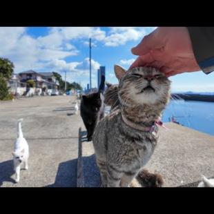 猫島で波止場に座ると猫に取り囲まれた