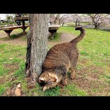 公園で出会ったキジトラ猫、ナデナデするとゴロンゴロン転がって喜んだ