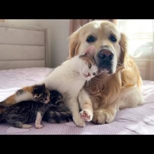 Mom Cat Shows Baby Kittens that Golden Retriever is Safe for Them