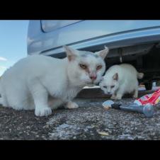 フェリー乗り場に“頭にλ”の猫が現れたので、ちゅーるあげてみた結果…!?🐾🚢