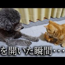 初めて子猫が犬に心を開いた瞬間がこちらです...