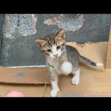 We are playing an attention contest game with the tabby kittens in the garden