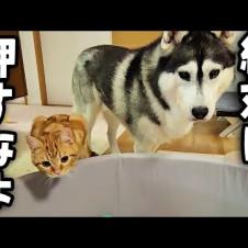 プールを出したら子猫と犬達が大喜びでこうなりました...