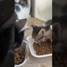 My Daily Meeting with Hungry Kitten and Her Family 🐾 #shorts #cat #cats #catshorts #kitten #cute