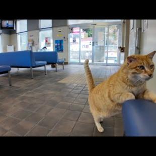 フェリー乗り場待合室でベンチに座っていたら猫が隣に座ってきた