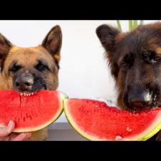 My German Shepherds’ Watermelon Eating Contest! 🍉🐶 Who Wins?!
