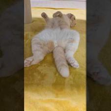帰宅したら猫がひっくり返ってこうなってた...汗#shorts