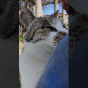 猫島の港近くの猫ハウスから出てきた猫ちゃん、膝の上に乗ってきた