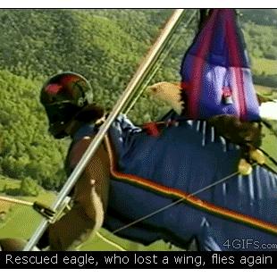 구조된 독수리의 다시 날기훈련