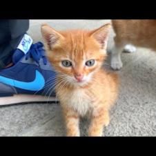 A lonely kitten on the street! He needs love and food 😿