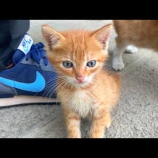 A lonely kitten on the street! He needs love and food 😿