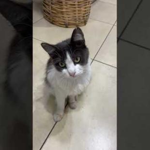 😻 😻 Innocent looking masked cat meows at me #cat #short #catvideos #animals #cute