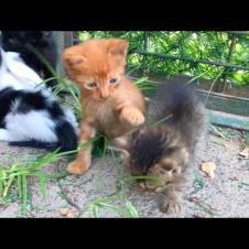 Tabby Kitten Waits for Me at the Park Every Day! 😍