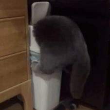 함정에 빠진 양이