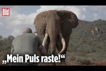 [독일 Bild紙] Deutscher fotografiert den größten Elefanten der Welt |  Lars Beusker