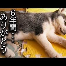 6年間一緒の布団で寝て子猫を育てた結果こうなりました...