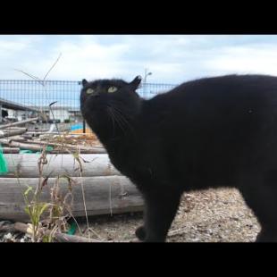 漁港の黒猫ちゃん、防波堤に撫でられに上がってきてカワイイ