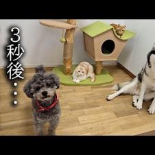 こっそりいつもより早く帰宅したら子猫と犬達がこうなってた...