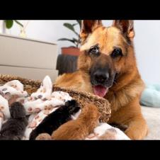 German Shepherd is The Best Protection Dog for Baby Kittens!